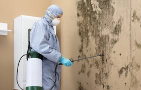 Best Mold Prevention Services in USA